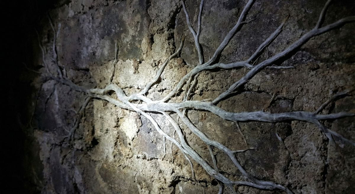 Quel budget prévoir pour un traitement contre la mérule ?