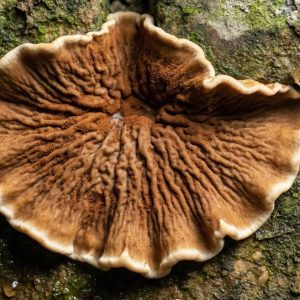 Quel budget prévoir pour un traitement contre la mérule ?