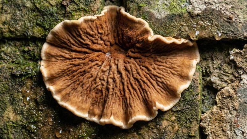 Quel budget prévoir pour un traitement contre la mérule ?